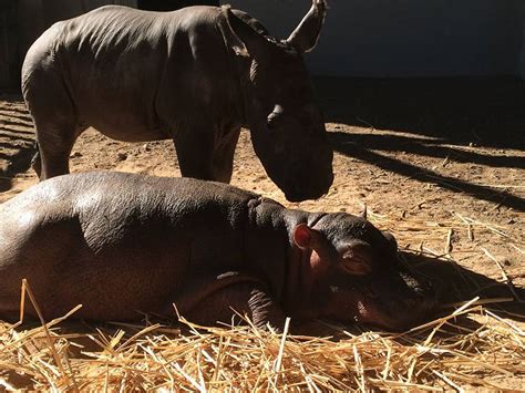 A Hippo And A Rhino Have Become Best Friends Explore Awesome