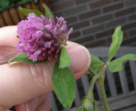 At first glance, it could be confused with purple deadnettle, but there are. Perennial Broadleaf Weeds in Lawns