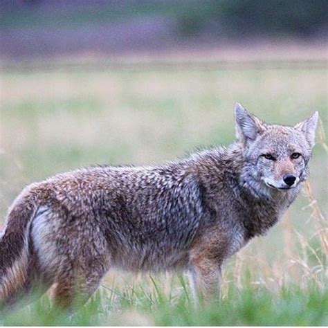 A Coyote In Great Smoky Mountains National Park Photo Credits To Jtw86