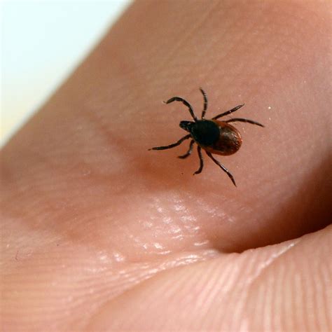 Lyme Disease Is Scary And On The Rise How To Protect Yourself From