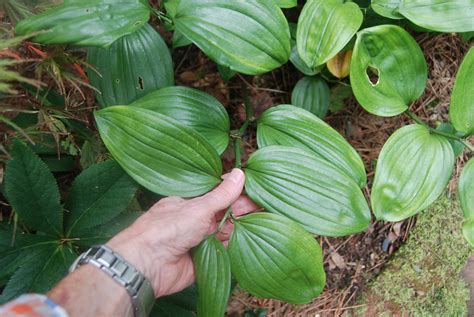 Disporopsis Sp Lily Pads Nurseries Caroliniana