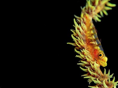 Wire Coral Goby Bryaninops Yongei Photograph By Dave Fleetham Fine