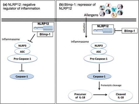Nlrp12 And Blimp 1 Role In Inflammasome Activation Nlrp12 Is Supposed