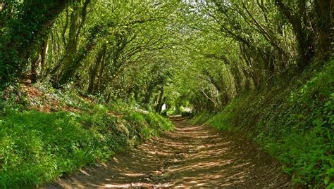 The Tree Tunnel Halnaker West Sussex England Идеи озеленения