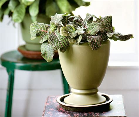 29 Most Beautiful Houseplants You Never Knew About Balcony Garden Web