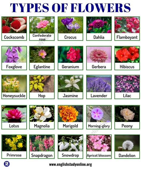 Types Of Flowers In 2023 Types Of Flowers Popular Flowers Flower Names