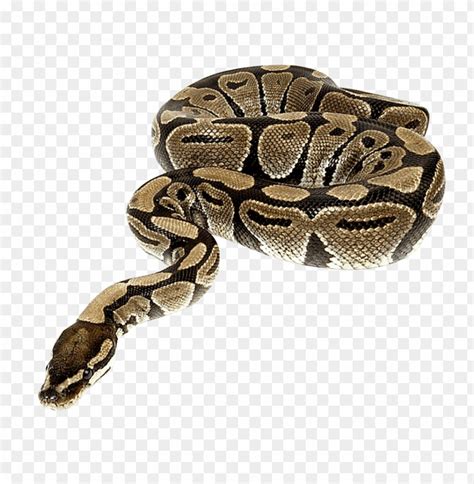 Png for free download | dlpng. free PNG Download snake png images background PNG images ...