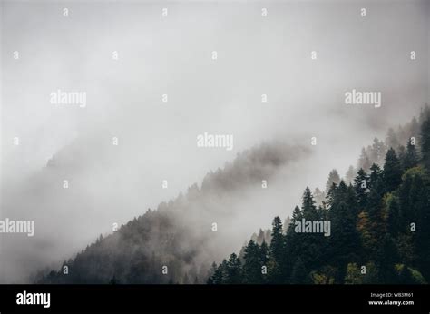 Snowy Trees In A Fog Cloud On The Mountain Evergreen Forest In Winter
