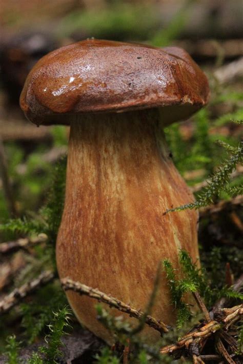 Bay Bolete Imleria Badia Stuffed Mushrooms Mushroom Fungi Fungi