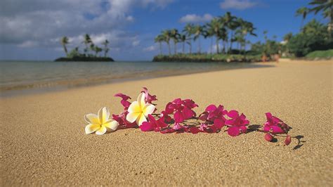 Beach Sand Flowers Hawaii Palm Trees Oahu Pink Flowers Plumeria