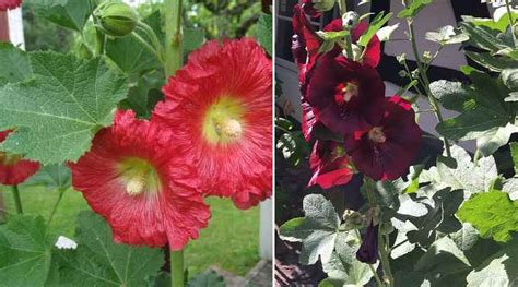 15 Hollyhock Plants Flowers Leaves Seeds Pictures Identification