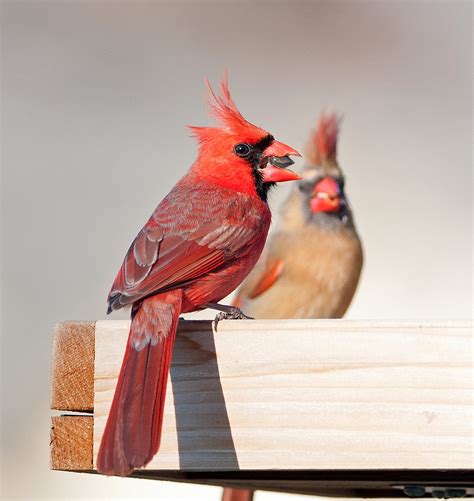 Northern Cardinal Pair Birds And Blooms
