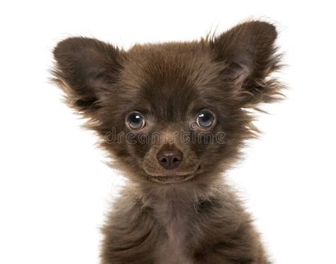 Close Up Of A Puppy Chihuahua 4 Months Old Stock Image Image Of