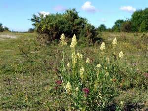 Wild Mignonette (Reseda lutea), the... © Andrew Curtis cc-by-sa/2.0 ...