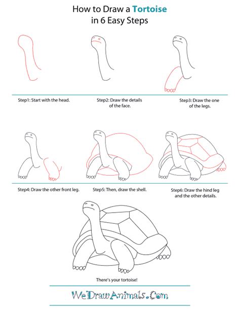 How To Draw A Tortoise