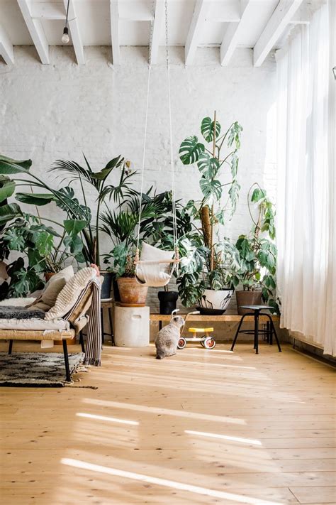 Le piante da interno sono la soluzione ideale per regalare alla vostra casa una ventata d'aria fresca. 10 piante da interno poca luce - Foto | Piante da interno, Piante, Luci