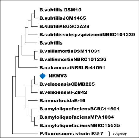Phylogenetic Tree Of The B Velezensis Nkmv 3 Strain Based On 16s Rrna