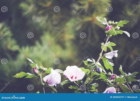 Soft Focus Of Rose Of Sharon Flowers Blooming At A Garden Stock Image