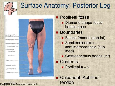 Ppt Lower Limb Powerpoint Presentation Free Download Id30296