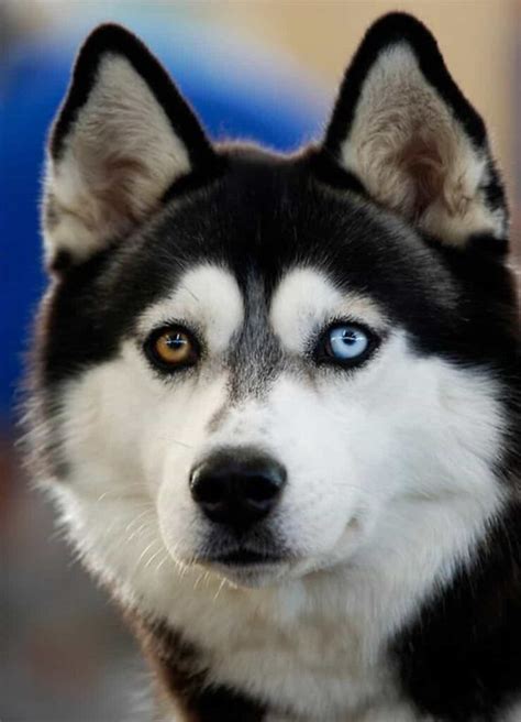 Heterochromia Husky Facts You Probably Didnt Know Healthy Homemade