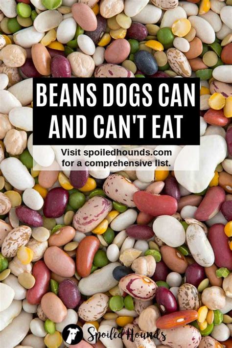 Raw beans can be dangerous to dogs so always cook dry beans. Can Dogs Eat Beans? What to Know About Dogs and Beans | Healthy dog food recipes, Can dogs eat ...