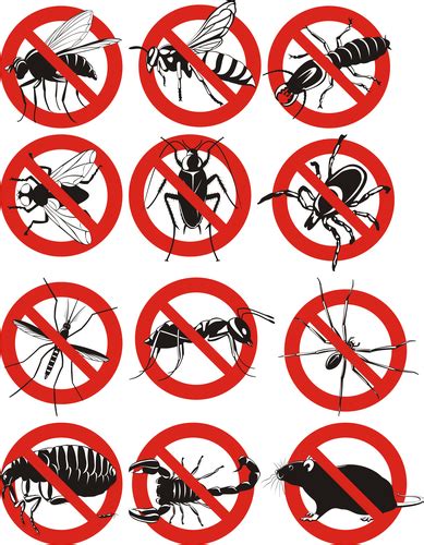 5 Most Common Types Of Household Pests In The United States Ecovenger