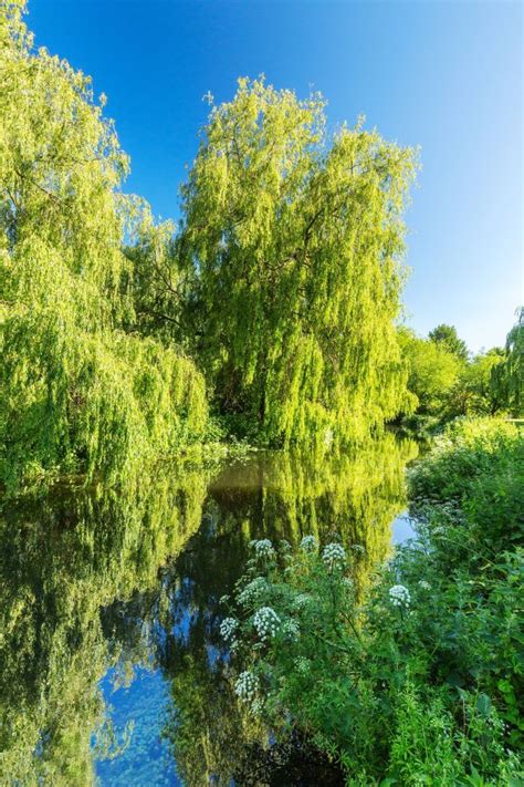 Weeping Willows on the River Stour, Canterbury