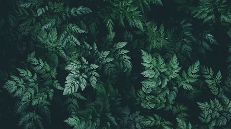 Download Wallpaper 1920x1080 Leaves Green Dark Plant Full Hd Hdtv