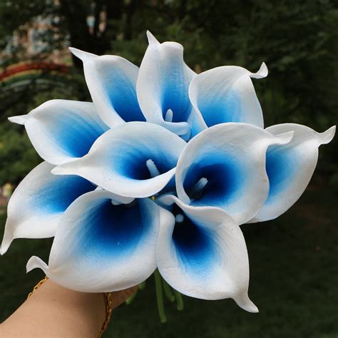 Picasso Blue Calla Lilies Royal Blue Calla Lily Bouquet 10 Etsy Canada