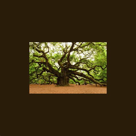 Angel Oak Tree 2009 Duvet Cover For Sale By Louis Dallara