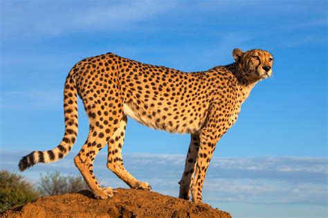 Imposing Cheetah Portrait Jim Zuckerman Photography Photo Tours