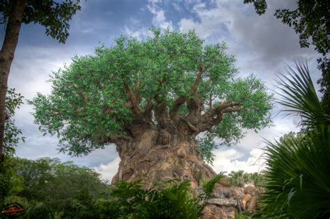 Tree Of Life Zoom Backgrounds