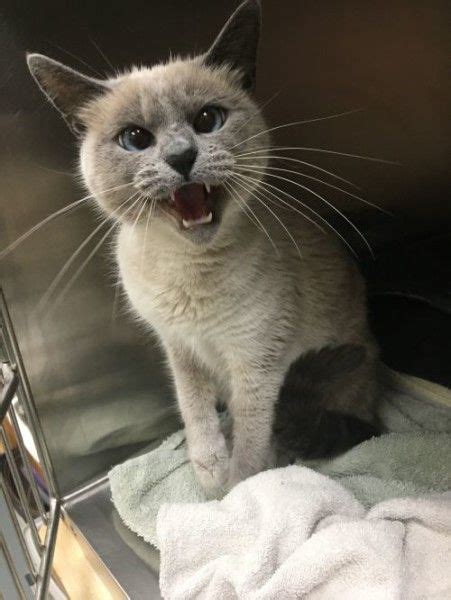The siamese cat breed loves human interaction and will stay by your side so long as you allow them to. Vega - Siamese Cat for Adoption in Hawk Point, Missouri ...