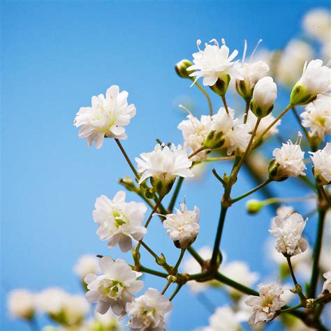 Small White Babys Breath Flowers Photograph By William