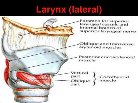 Ppt Anatomy And Physiology Of Larynx Powerpoint Presentation Free