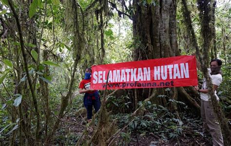 Gambar Blog Mas Danang Keadaan Hutan Indonesia Gambar Ditebang Di