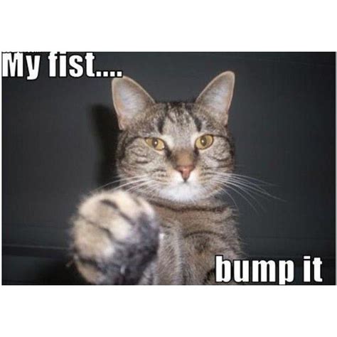 Fist Bump Cat Funny Pictures Photos And Images Liked On Polyvore