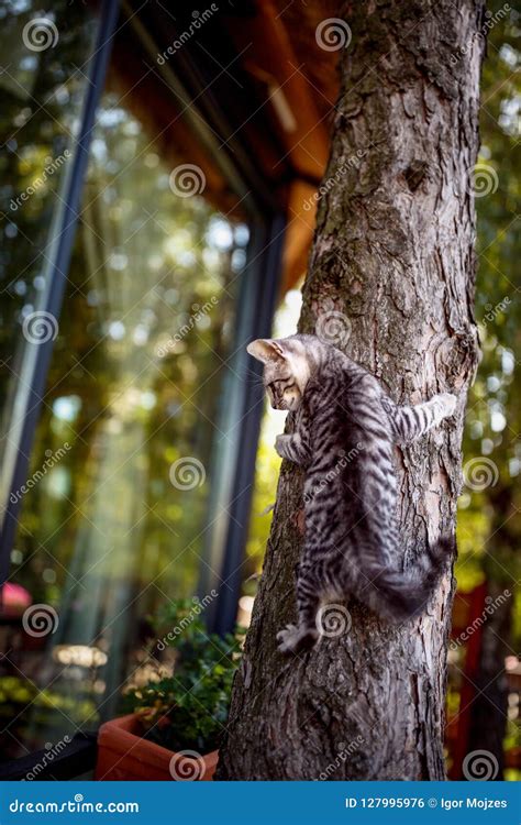 Cat Climbing On The Tree Stock Photo Image Of Climbing 127995976