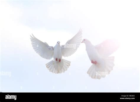 Pair Of White Doves Flying In The Winter Sky With Sunny Hotspot Stock