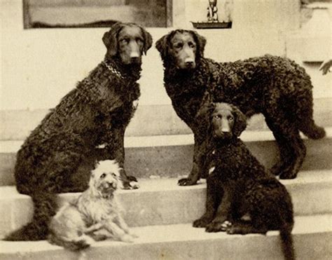 A Late 19th Early 20th Century Photo Of 3 Curly Coat Retrievers And A