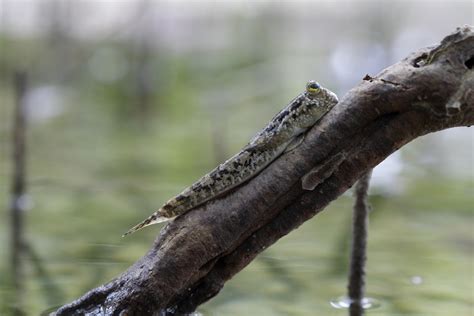 More than 1 million downloads. Flexible Fins Allow Fish to Climb Trees | The Science Explorer