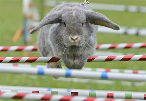 Bouncing Bunnies Leap For Glory At Rabbit Showjumping Steeplechase