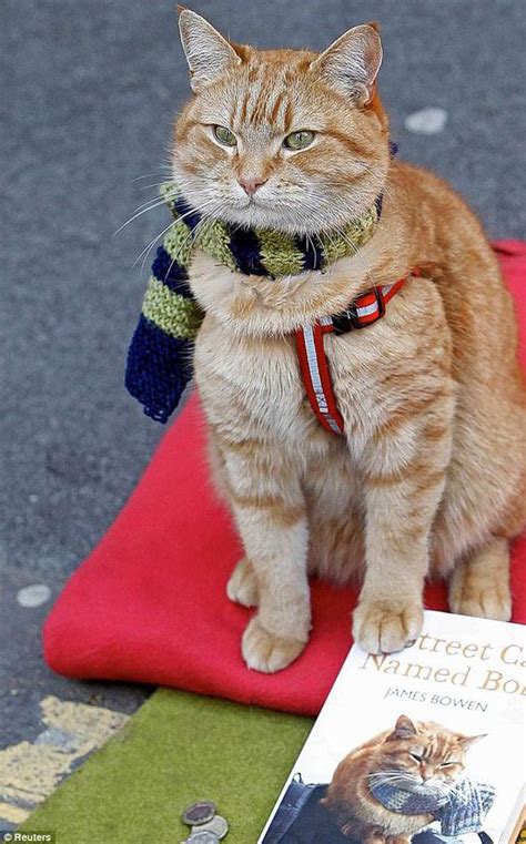 There's something deeply unsettling about the primal howl that pours forth from holly hunter near the end of by the bog of cats, the irish the moment stills the house, not least because it punctures the blarney in which bog is bogged down. James Bowen Street Cat Called Bob Galaxy Quick Reads ...