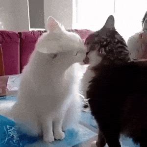 The perfect balloon animated gif for your conversation. Gatos, ni ellos se entienden... - GIF - Para Los Curiosos