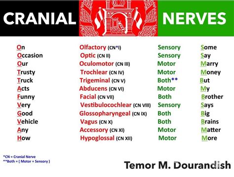 Nursing Notes Cranial Nerves Mnemonic Anatomy And Physiology Images And Photos Finder