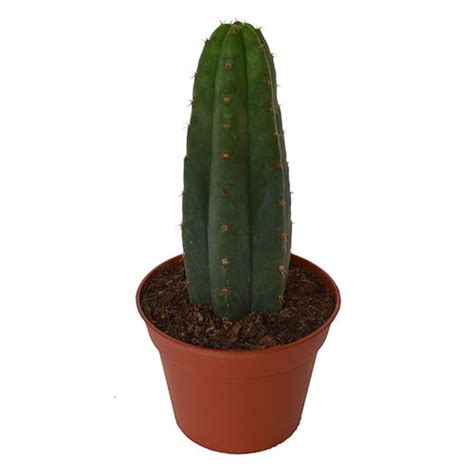 How have you been doing your initial prep of the cactus to make your starting tea? San Pedro in pot