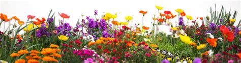 Flower Garden Png File Png All Png All