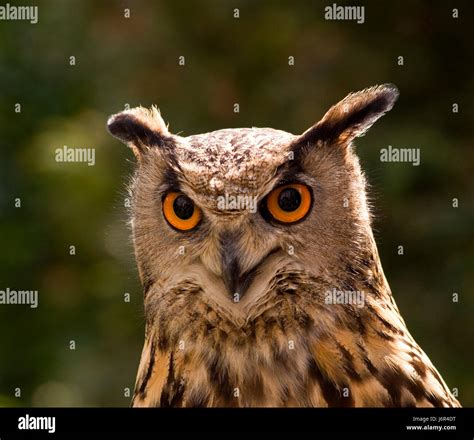 Bird Animals Portrait Birds Feathering Animal World Male Eagle Owl