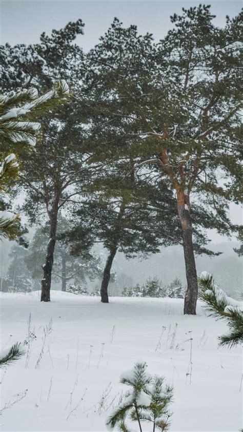 Download Wallpaper 540x960 Pine Trees Winter Forest Snow Samsung