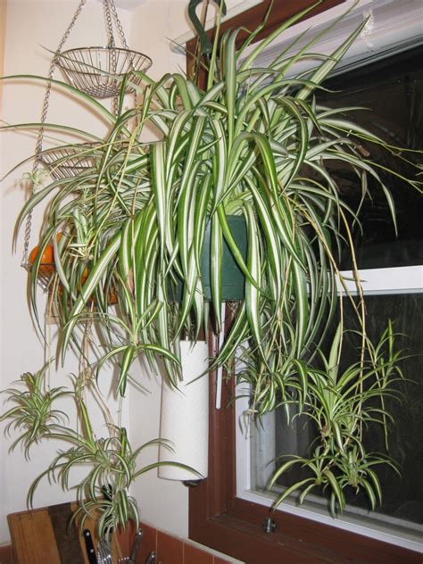 The spider plant grow to about 24 inches high. Plant Something: July 2010
